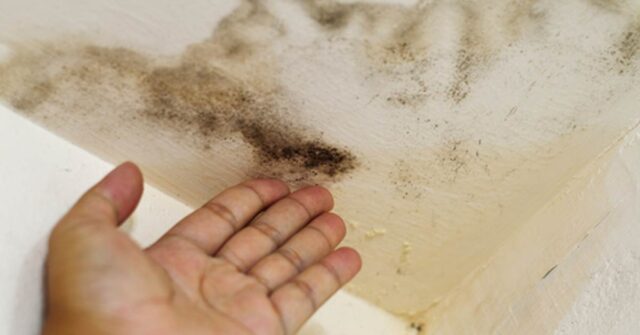 mold damage florida home