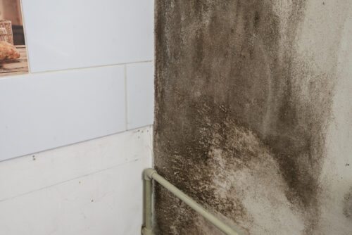 Hollywood-FL-Common-Reasons-to-Need-Mold-Assessment-Testing-Services-500x334